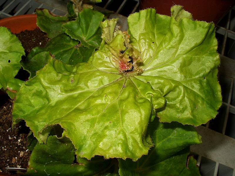 B. ‘Cupid's Curl’